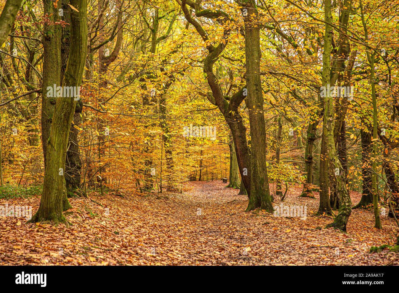 Beautiful autumnal colours in woodland in Ecclesall Woods in Sheffield, South Yorkshire, England, UK Stock Photo