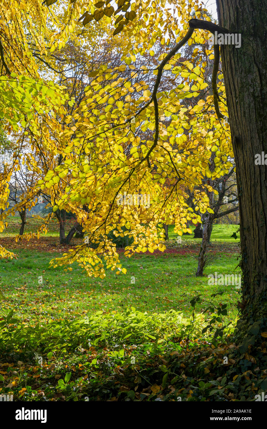 Autumn Colours At Westonbirt, The National Arboretum,Gloucestershire ...