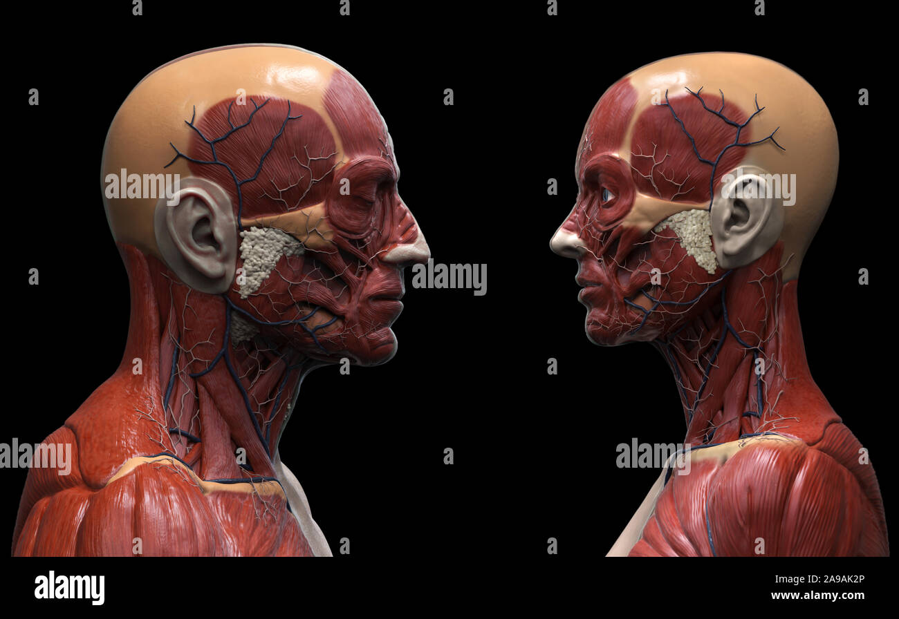 Human body anatomy background of a male and female - muscle anatomy of the face neck and shoulder , medical image reference of human anatomy Stock Photo