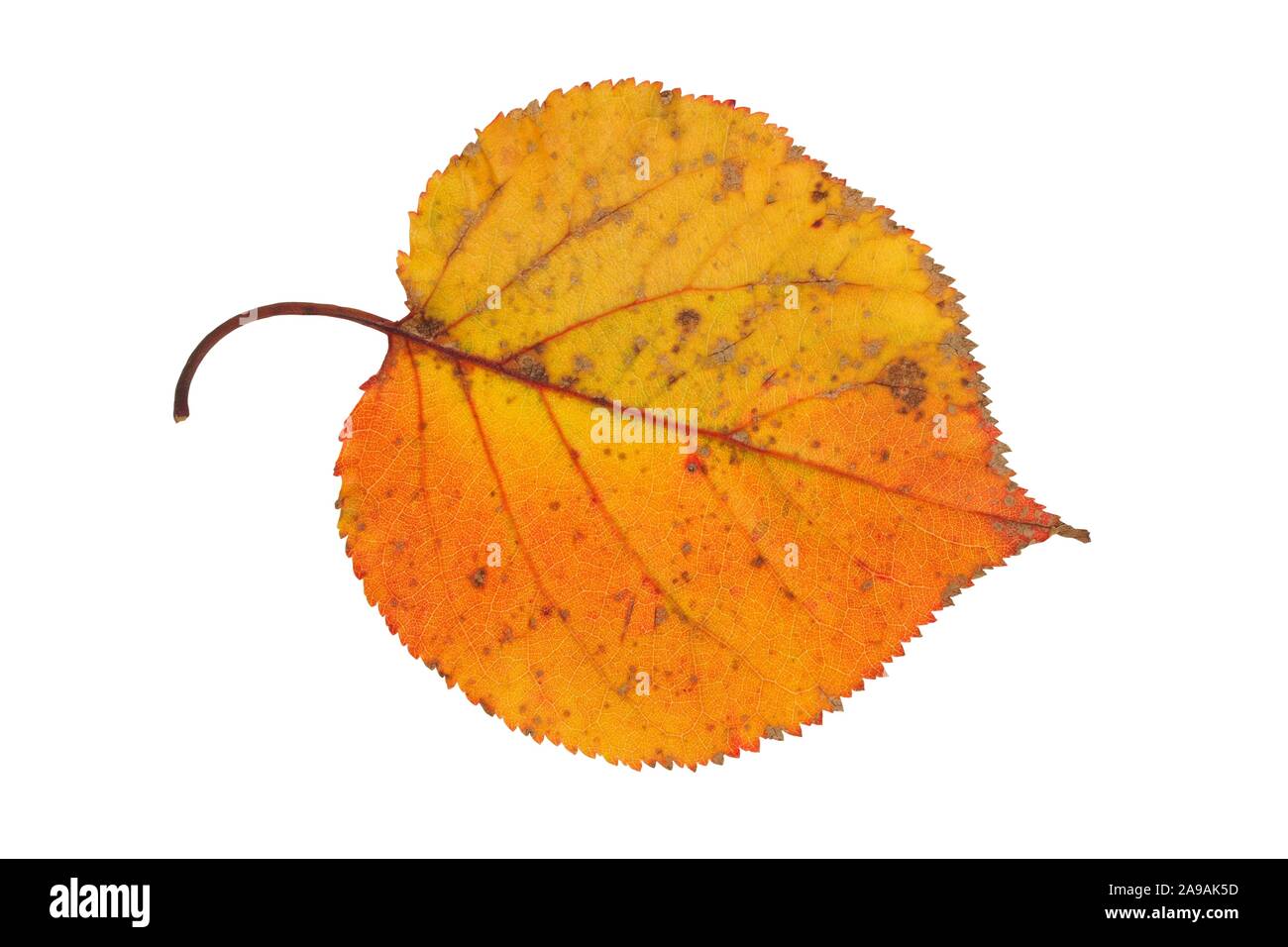Autumn leaf isolated on white background Stock Photo - Alamy