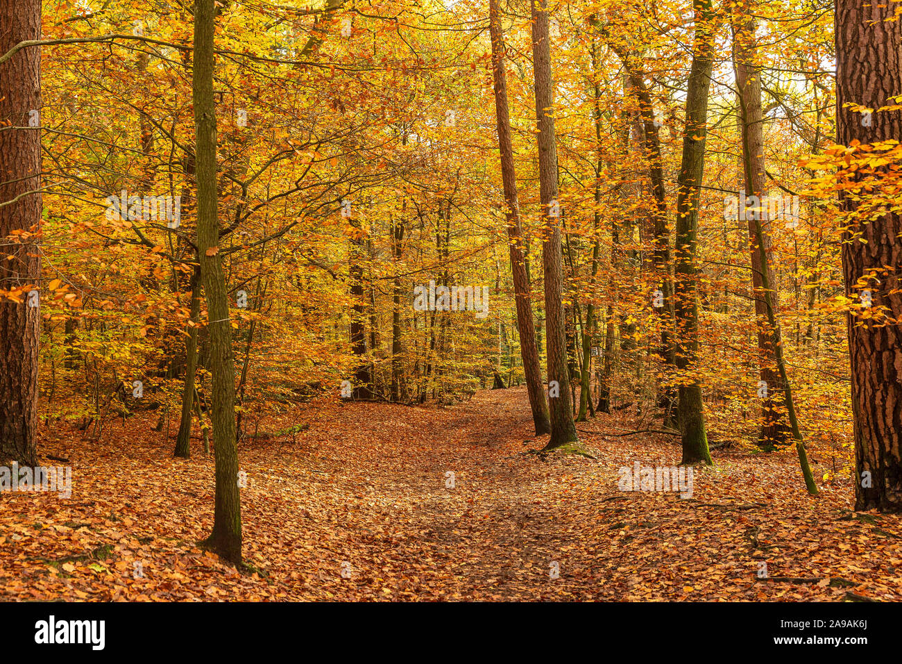 Beautiful autumnal colours in woodland in Ecclesall Woods in Sheffield, South Yorkshire, England, UK Stock Photo