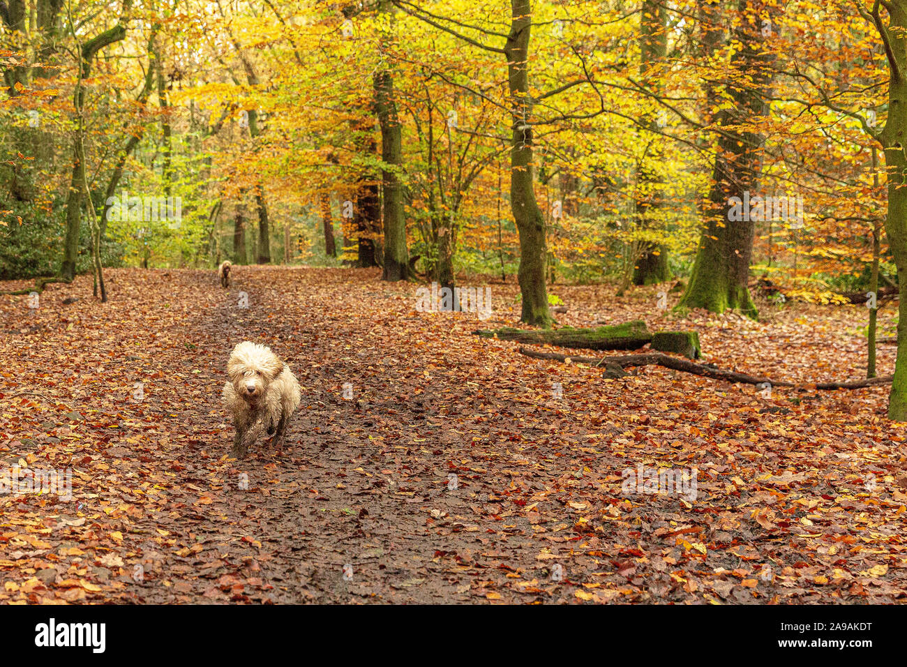Beautiful autumnal colours in woodland walking a dog in Ecclesall Woods in Sheffield, South Yorkshire, England, UK Stock Photo