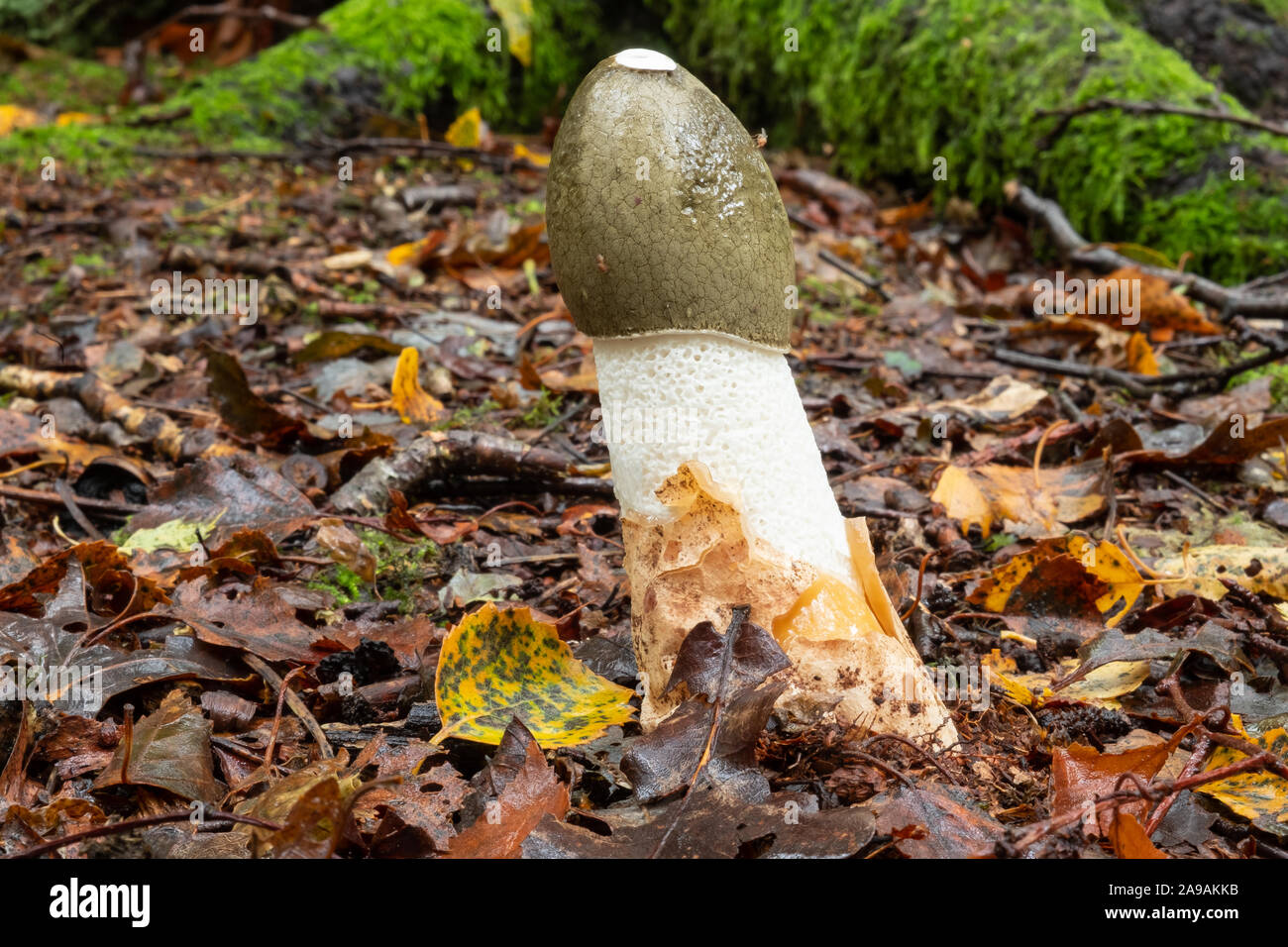 Stinkhorn mushroom, Phallus impudicus, in British woodland Stock Photo