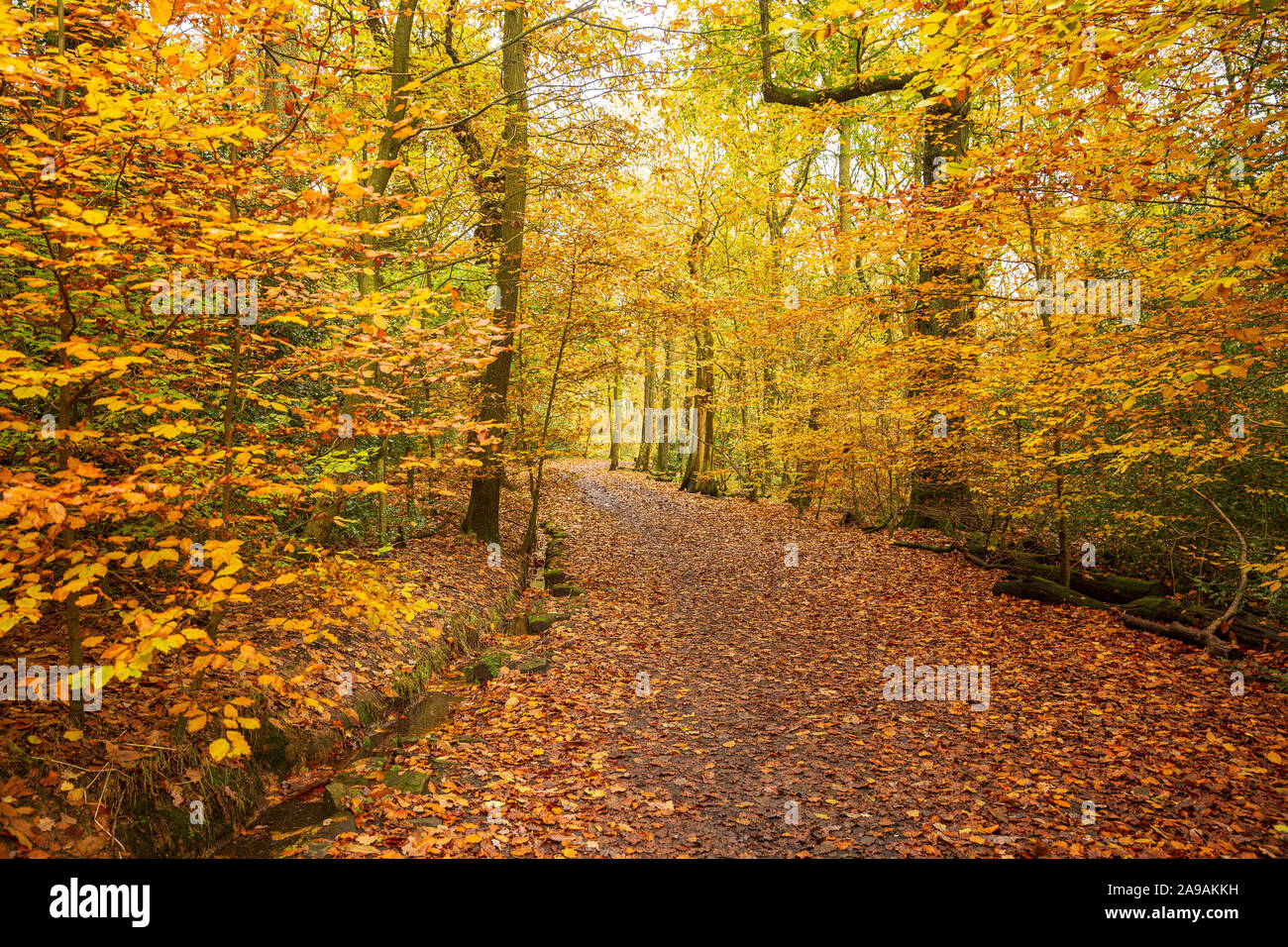 Beautiful autumnal colours in woodland Stock Photo