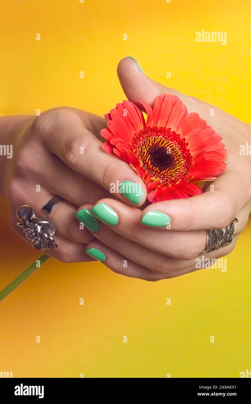 Mains manucurées tenant une fleur rouge /  Manicured hands holding a red flower Stock Photo