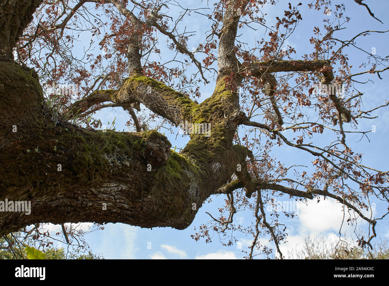 An old century tree branch with blue sky Stock Photo