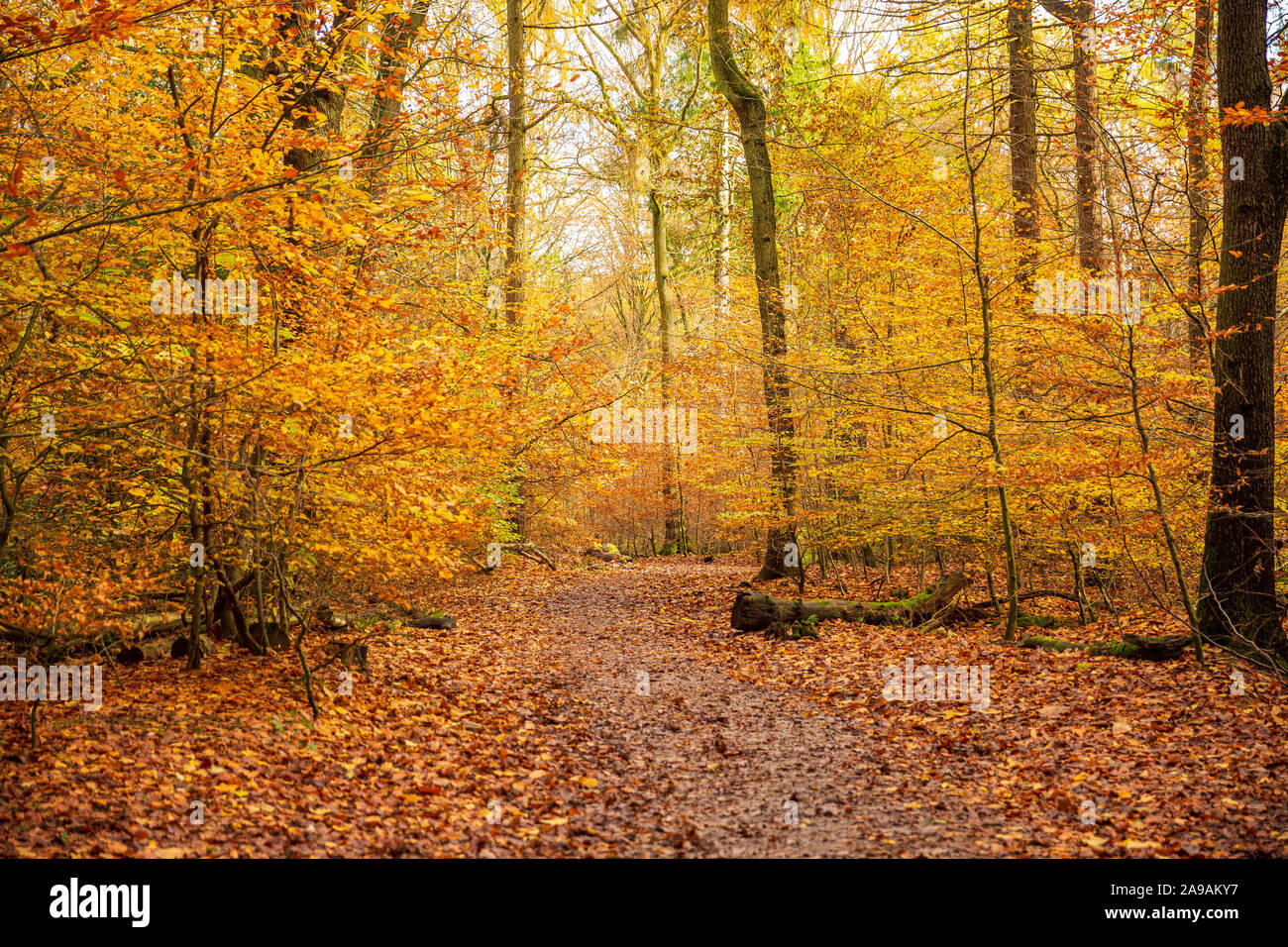 Beautiful woodland autumnal colours in Ecclesall Woods in Sheffield,  South Yorkshire, England, UK Stock Photo