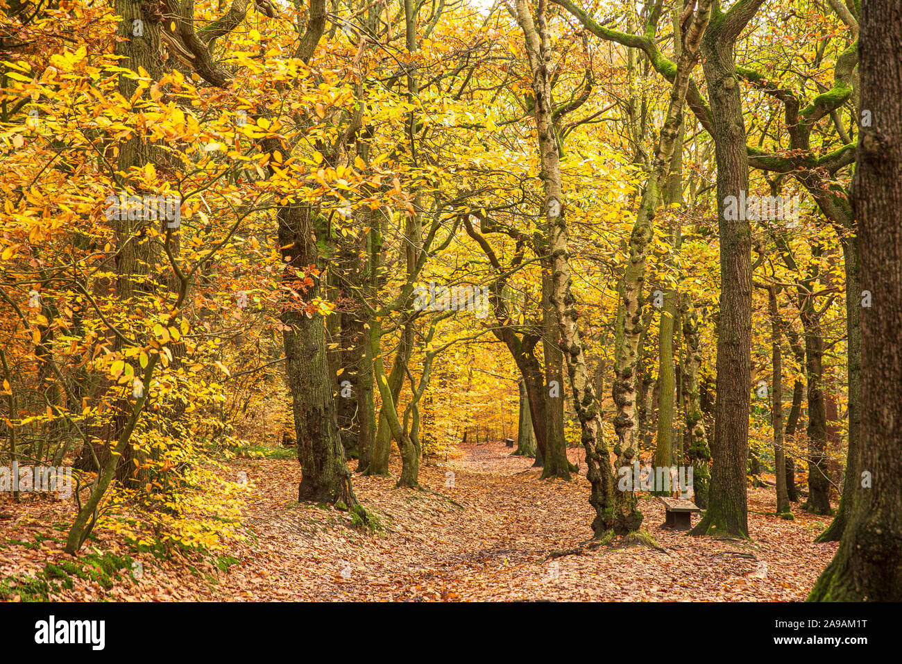 Beautiful autumnal colours in woodland Stock Photo