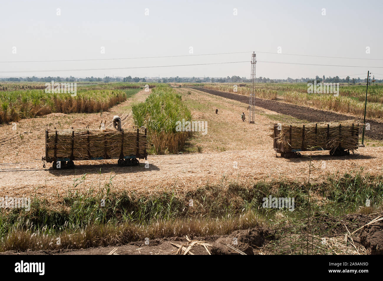 Qena, Egypt, April 28, 2008: Carts of sugarcane wait to be transported in sugar cane plantations in Qena, Egypt. Stock Photo