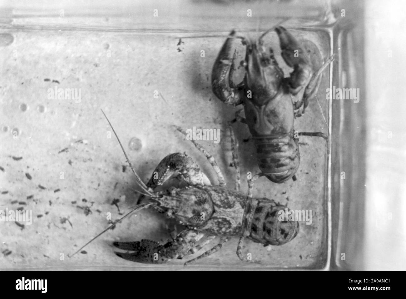 Lobsters in their bassin at the Reichsanstalt fuer Fischerei in Berlin, Germany 1930s. Stock Photo