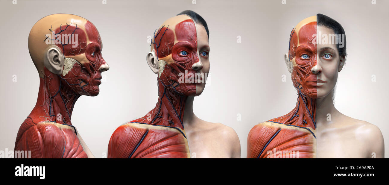 Female Head Muscles Anatomy Front View Stock Photo - Download