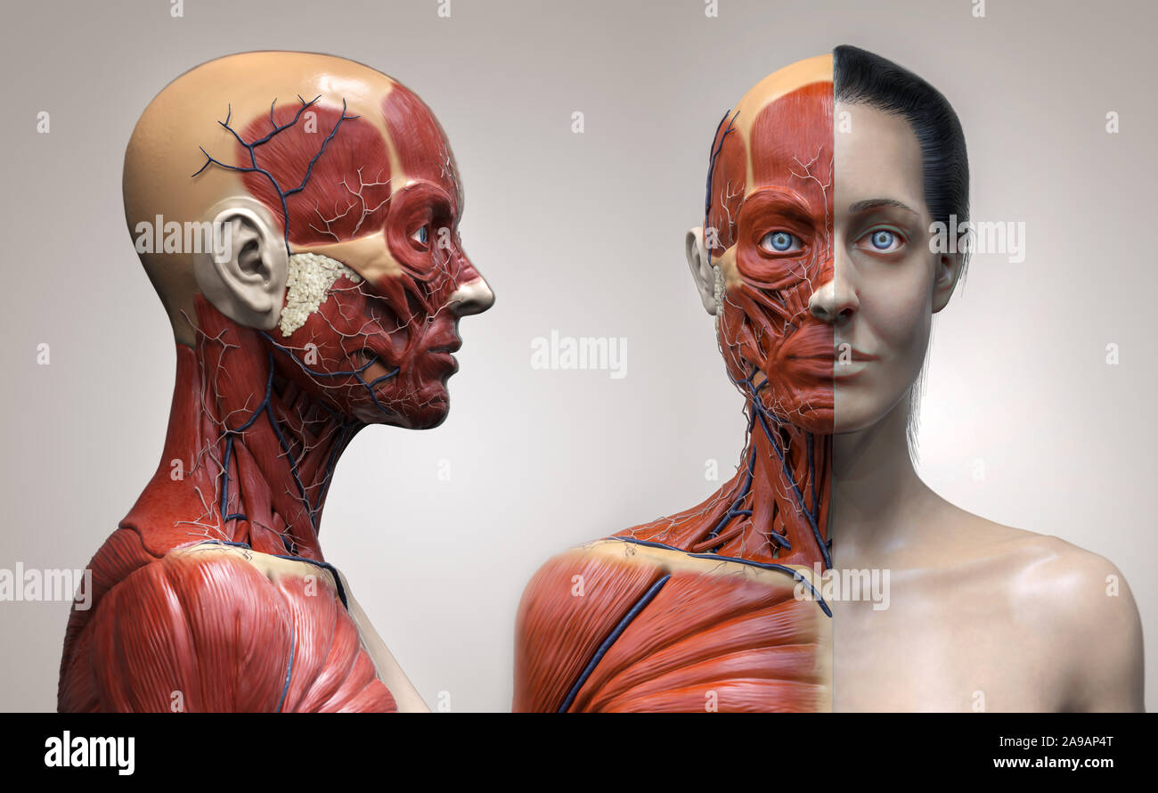 Human body anatomy of a woman muscles structure of a female, front view side view and perspective view, 3d render Stock Photo