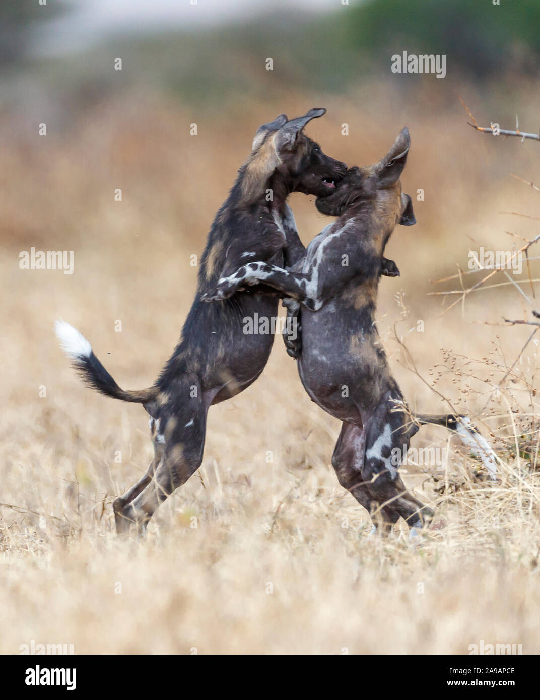 AFRICA: Two wild dogs get up close and personal. DANCING to the afrobeat! Remarkable photos show a wide variety of African animals strutting their fun Stock Photo