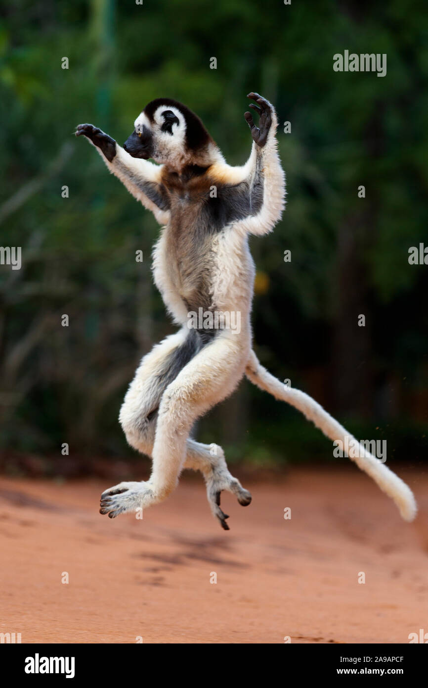 AFRICA: A sifaka gets into the swing of it. DANCING to the afrobeat! Remarkable photos show a wide variety of African animals strutting their funky st Stock Photo