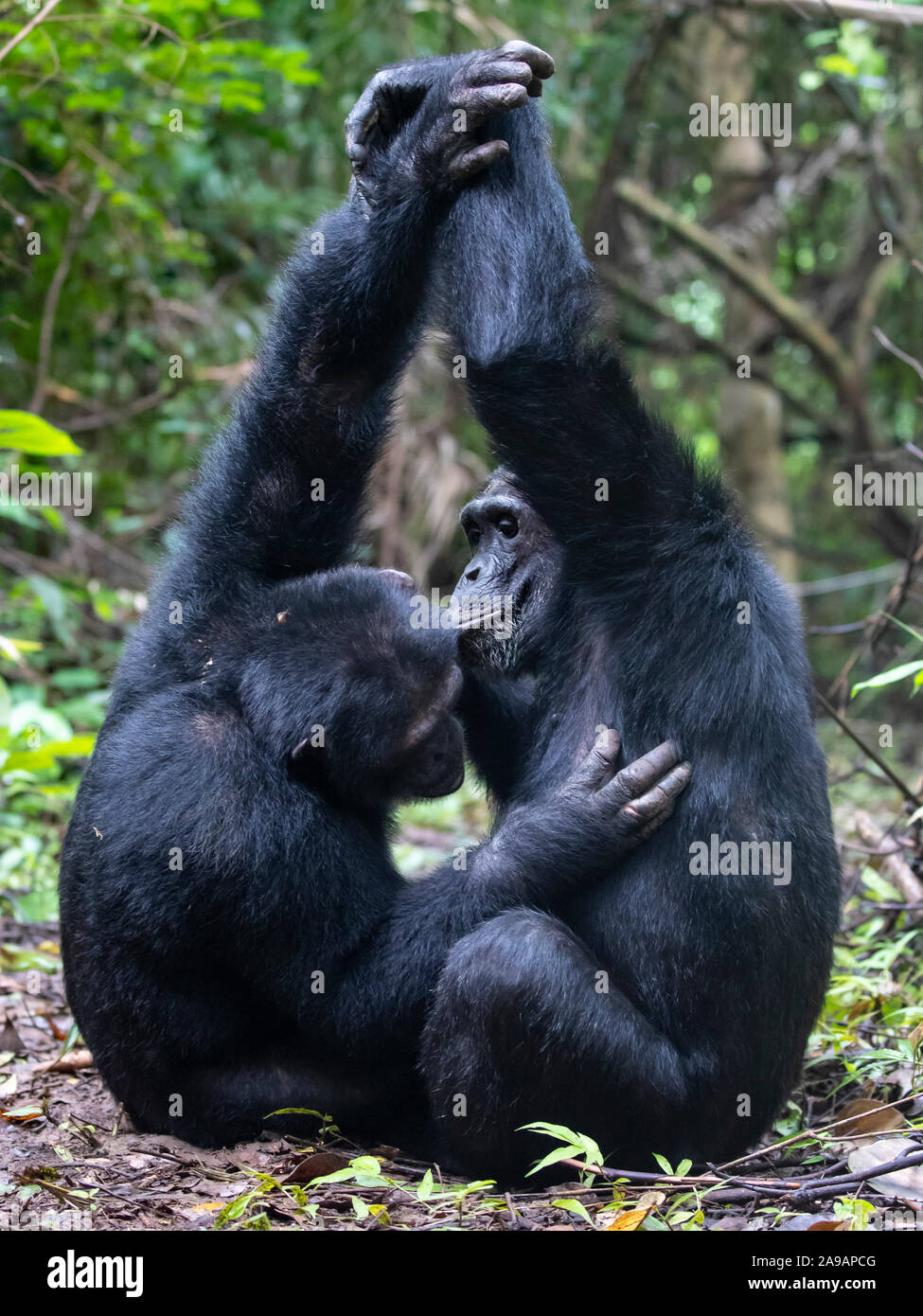 AFRICA: Mahela Mountain chimps clasp each other's hands above their heads to allow more efficient grooming. It's a rare phenomena. DANCING to the afro Stock Photo