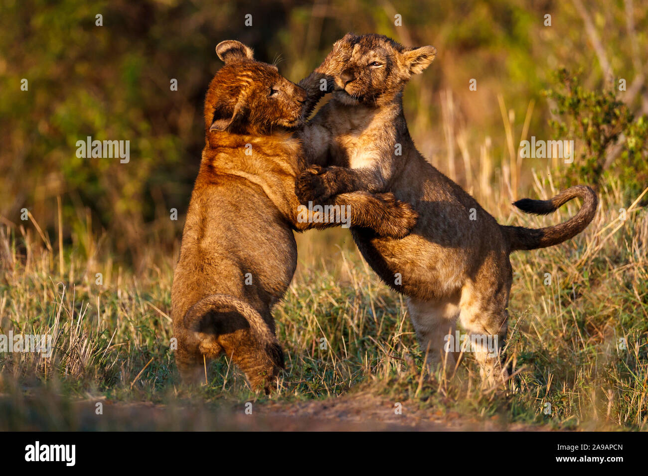 AFRICA: Two lion cubs show perfect form. DANCING to the afrobeat! Remarkable photos show a wide variety of African animals strutting their funky stuff Stock Photo