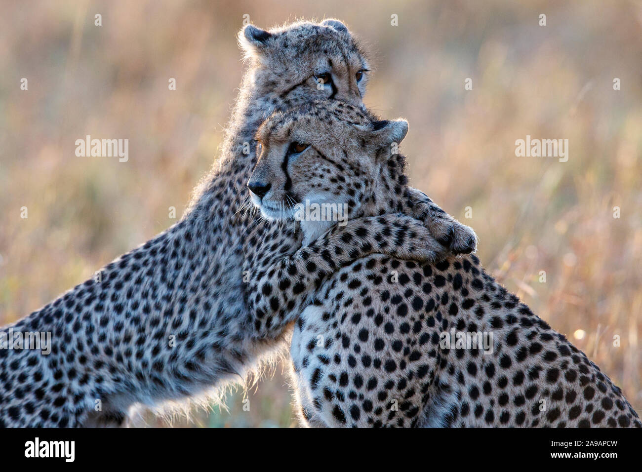 AFRICA: More of a slow dance this time. DANCING to the afrobeat! Remarkable photos show a wide variety of African animals strutting their funky stuff, Stock Photo