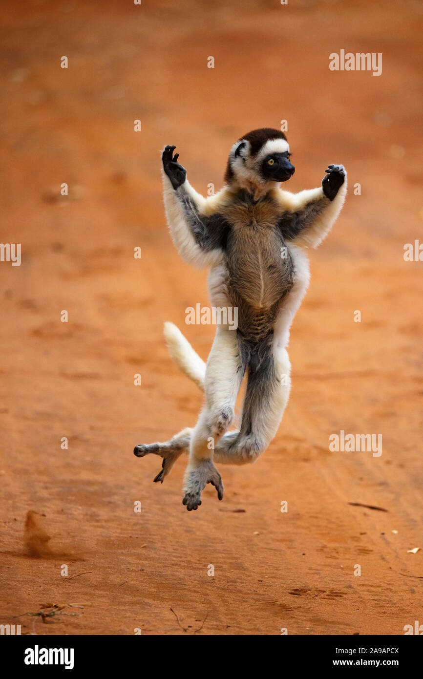 AFRICA: Sifakas, whilst graceful in the trees, often waddle and waltz their way from truck to truck at ground level.  DANCING to the afrobeat! Remarka Stock Photo