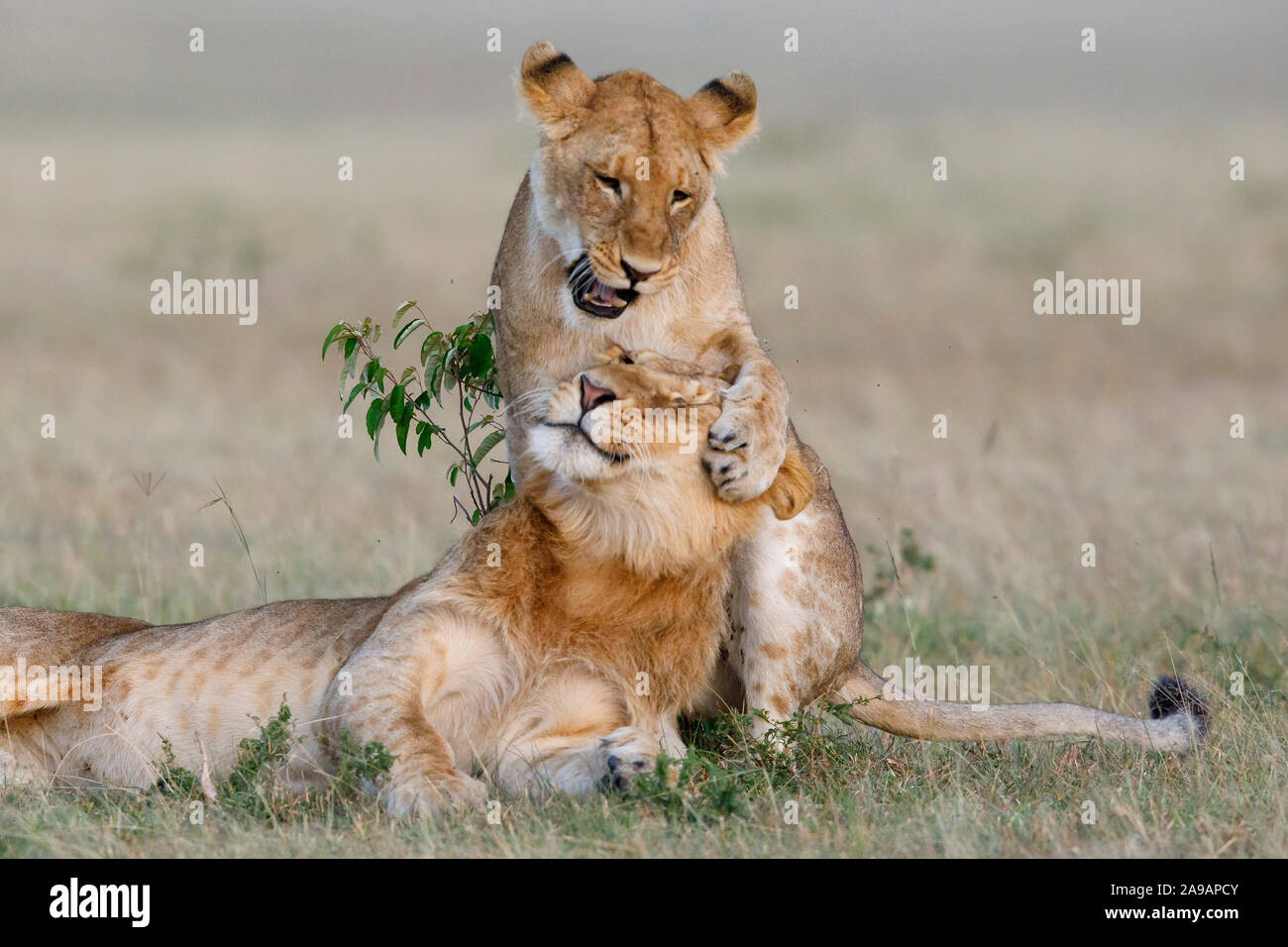 AFRICA: Two young lions work on their act. DANCING to the afrobeat! Remarkable photos show a wide variety of African animals strutting their funky stu Stock Photo
