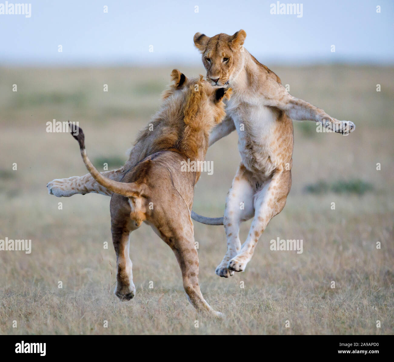 AFRICA: Two adolescent lions showoff their Matrix-style moves. DANCING to the afrobeat! Remarkable photos show a wide variety of African animals strut Stock Photo