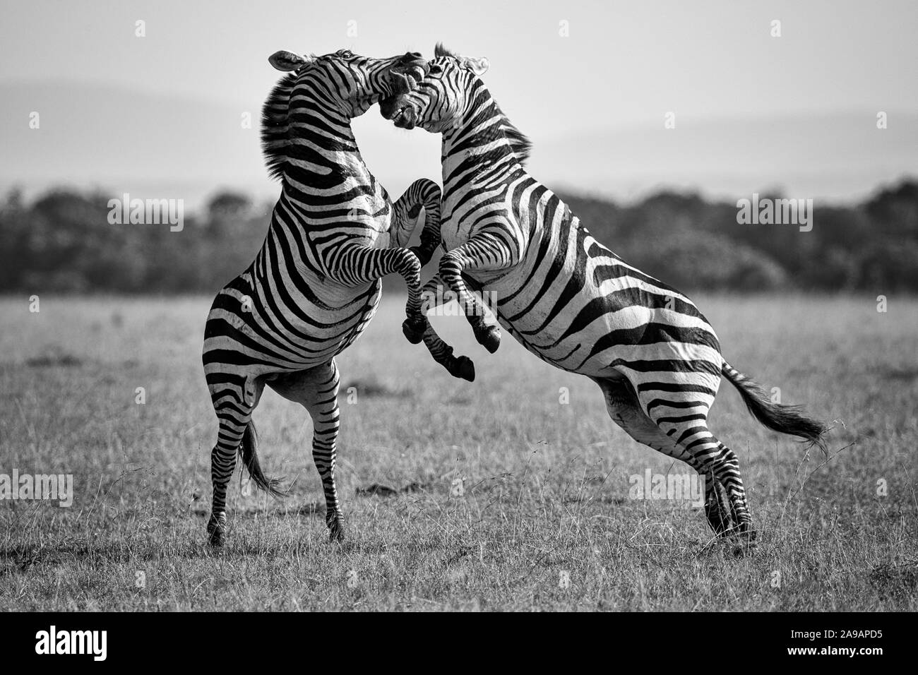 AFRICA: Two zebras strut their stuff.  DANCING to the afrobeat! Remarkable photos show a wide variety of African animals strutting their funky stuff, Stock Photo