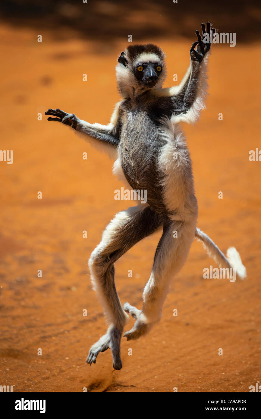 AFRICA: Getting that Friday feeling. DANCING to the afrobeat! Remarkable photos show a wide variety of African animals strutting their funky stuff, in Stock Photo