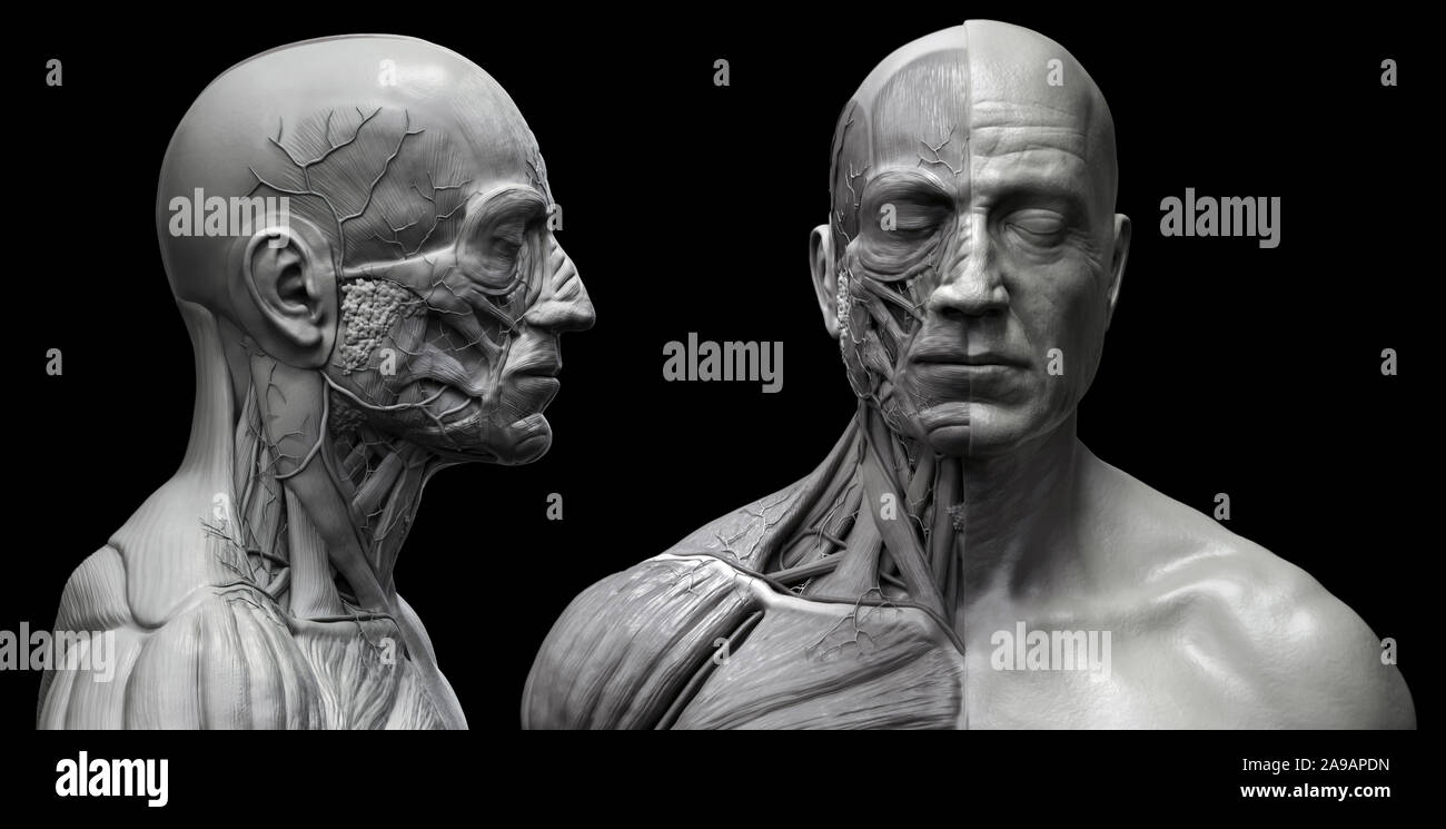 Human Body Anatomy Muscles Structure Of A Male Front View Side View And Perspective 3d Render Background Stock Photo Alamy