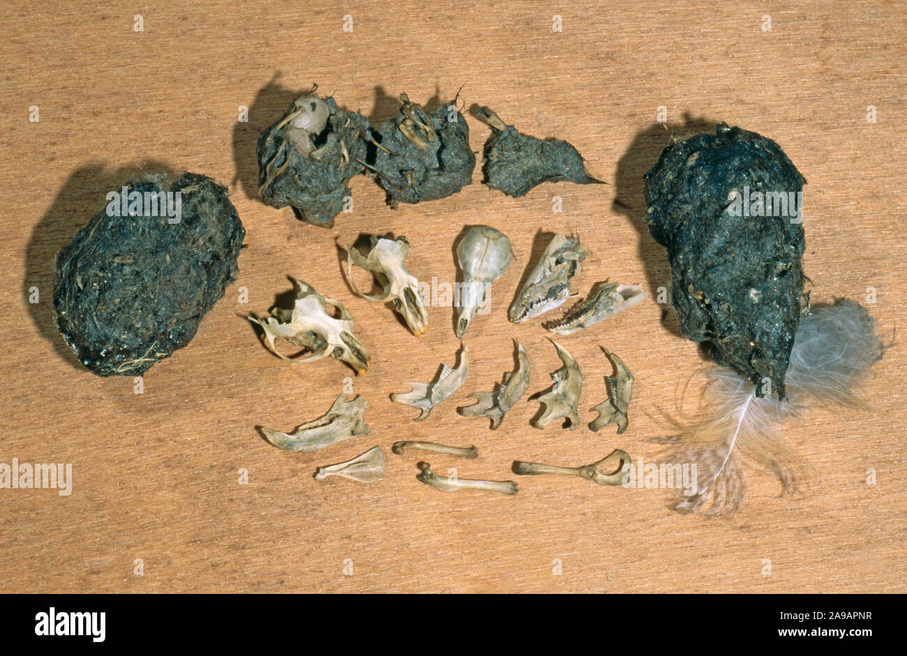 BARN OWL (Tyto alba). Owl pellets collected from under a daytime roost. Showing dissected bones, skulls and lower jaws of vole, wood mouse and shrews. Stock Photo