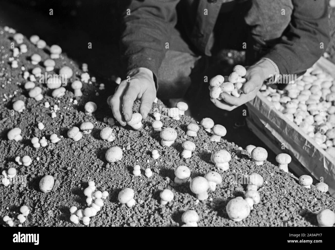 Harvesting button mushrooms near Kehl at river Rhine, Germany 1930s. Stock Photo