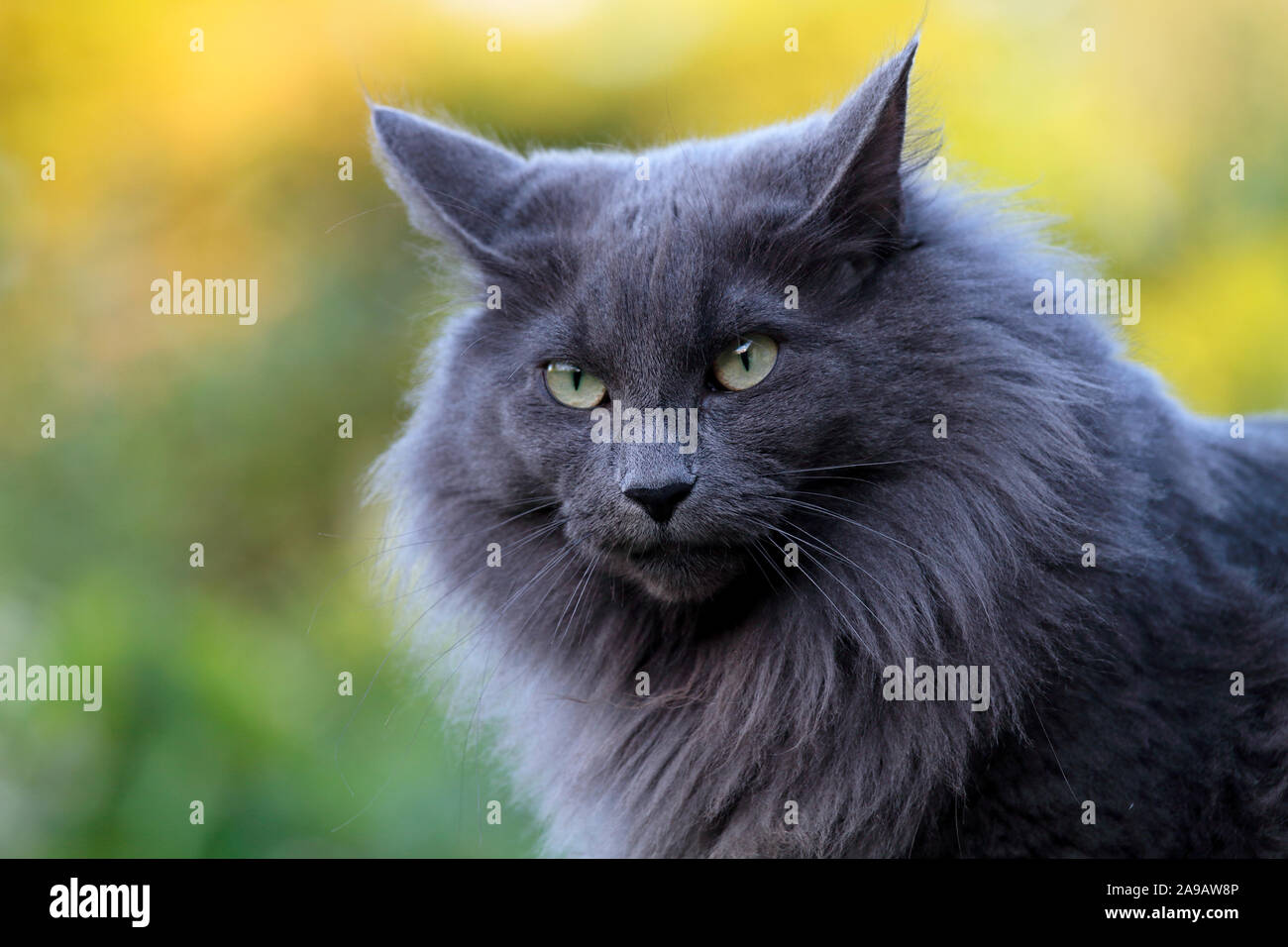 A portrait of a beautiful blue norwegian forest cat sitting in autumnal garden Stock Photo