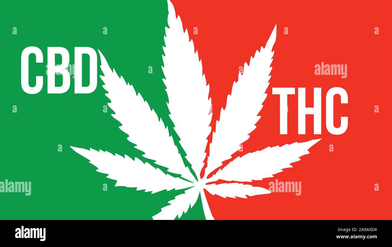 cbd vs thc cannabis sativa ganja large text typography banner illustration Stock Vector