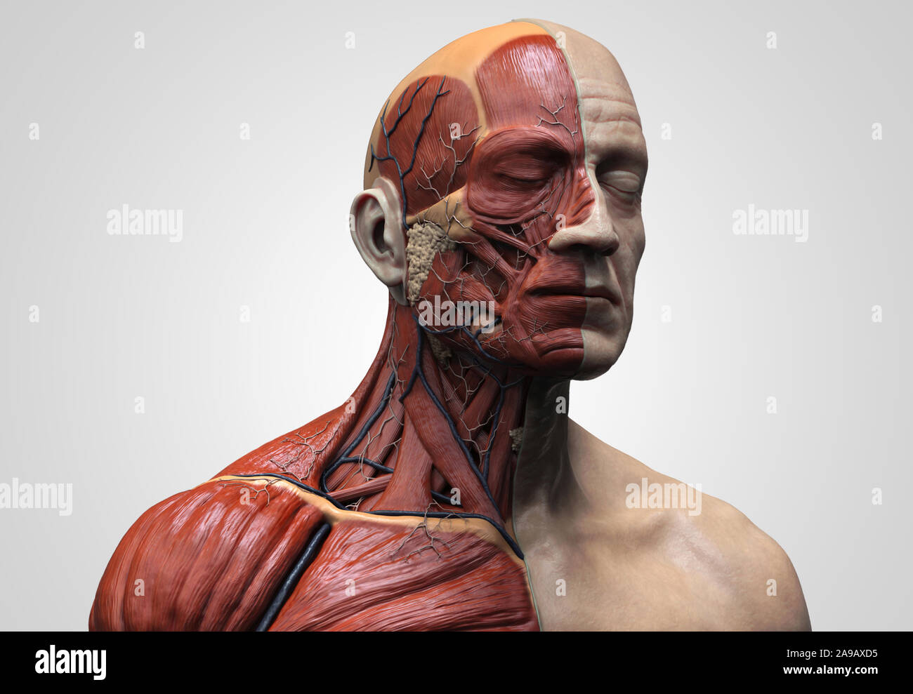 Human Body Anatomy Muscles Structure Of A Male Front View Side View And Perspective 3d Render Background Stock Photo Alamy