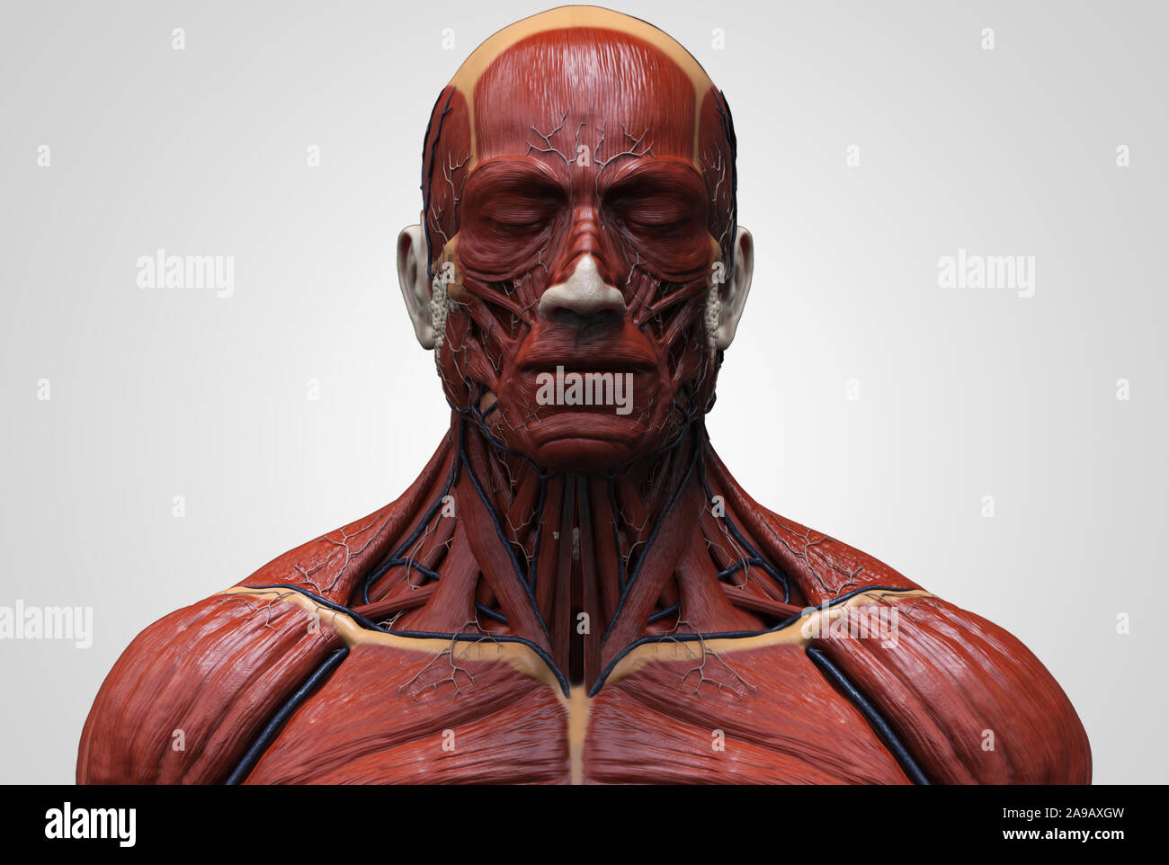 Human Body Anatomy Muscles Structure Of A Male Front View Side View And Perspective 3d Render Background Stock Photo Alamy