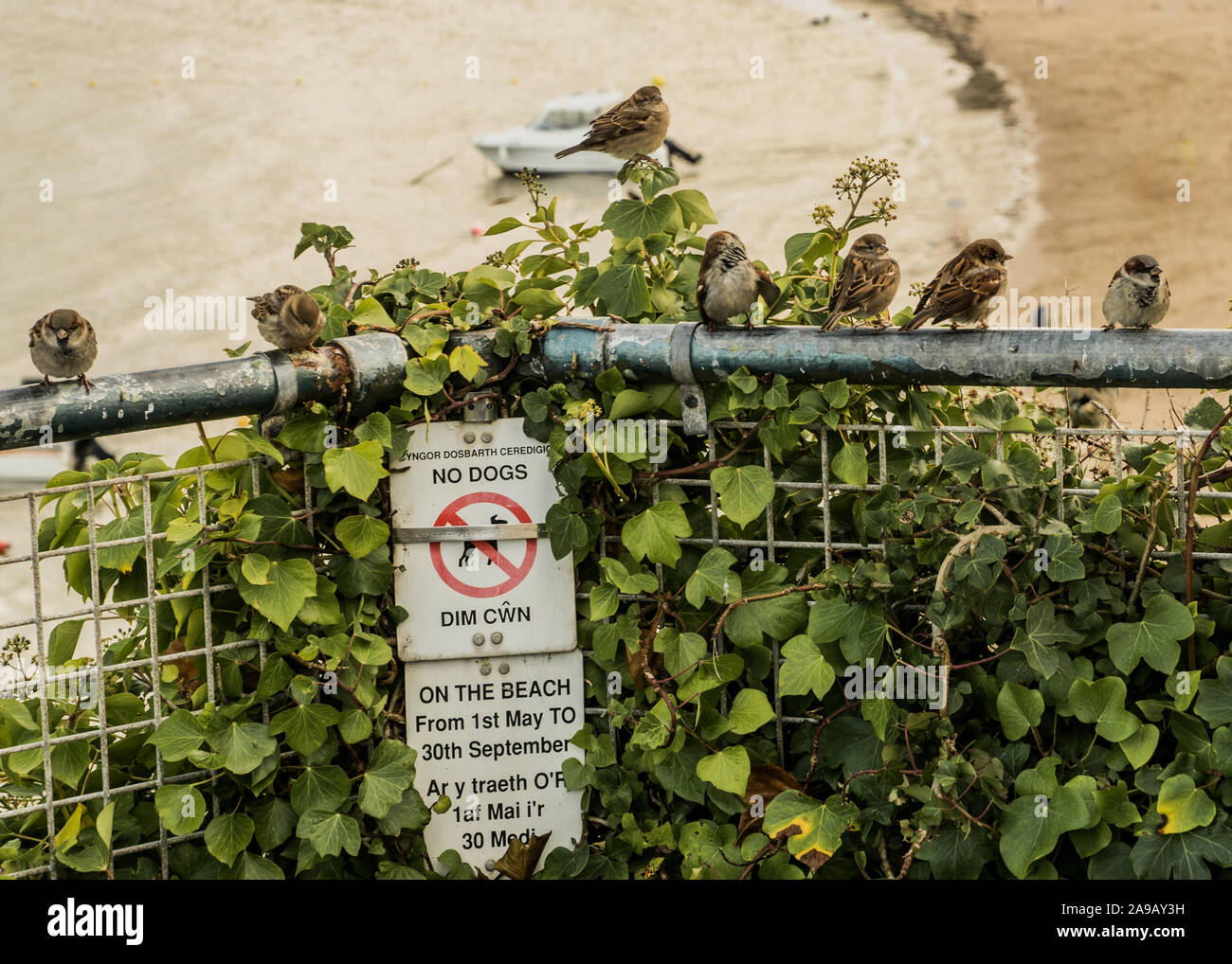 Sparrows on a fence Stock Photo