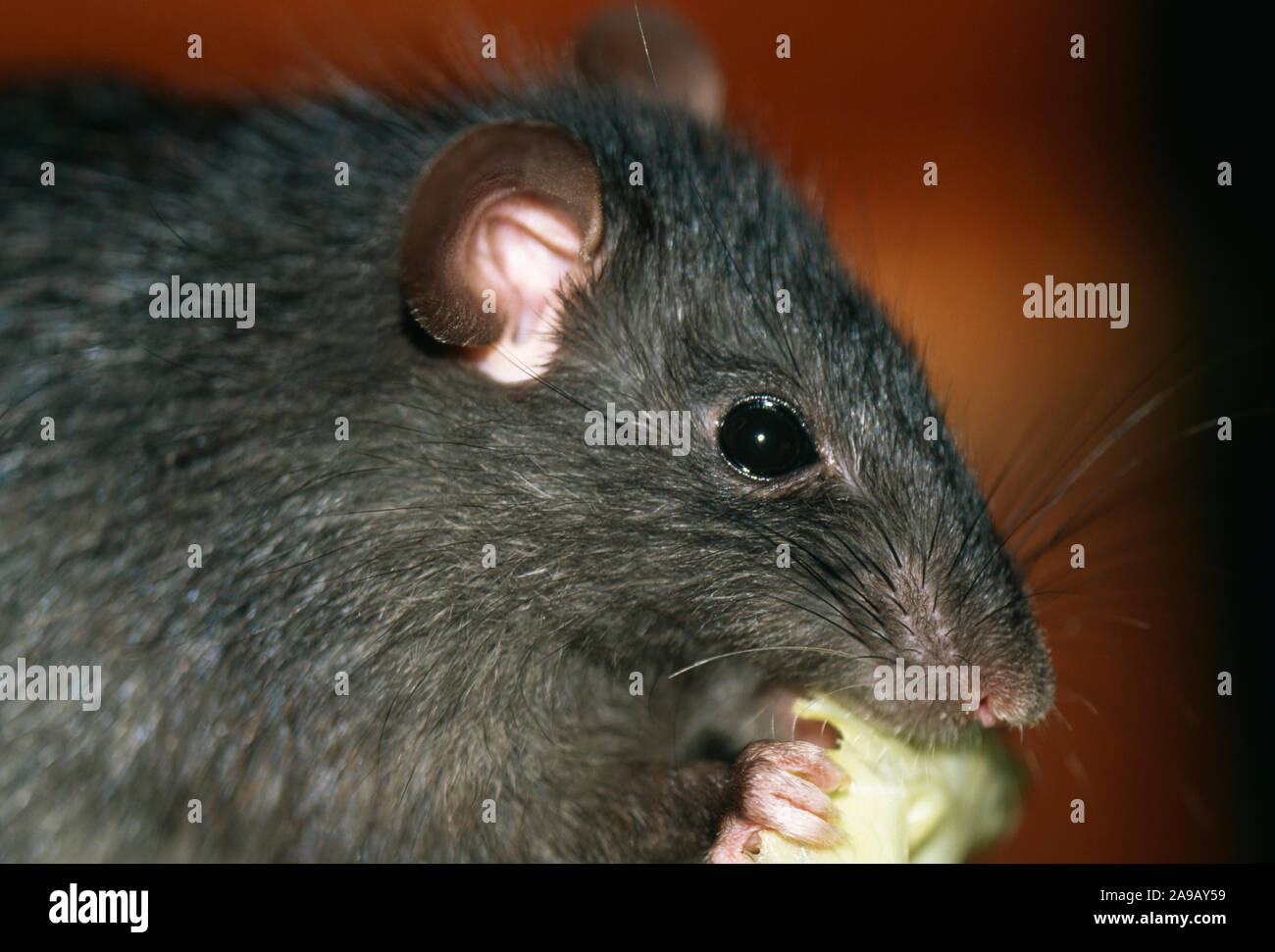 BLACK RAT feeding Rattus rattus Stock Photo