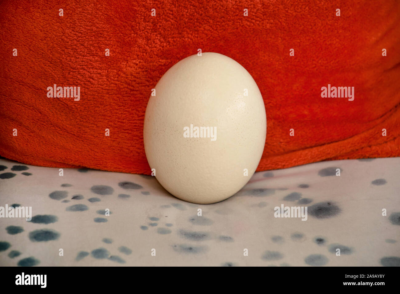 Big ostrich egg isolated on background of orange and white with black polka dot. Fresh egg