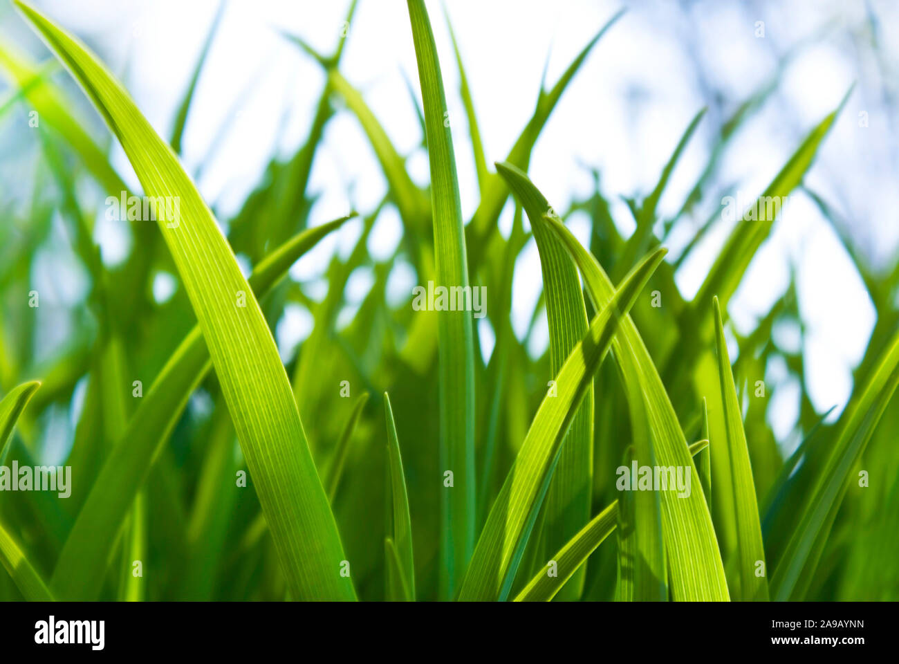 Natural grass close up hi-res stock photography and images - Alamy