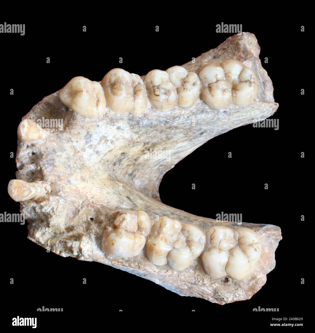 (191114) -- NANNING, Nov. 14, 2019 (Xinhua) -- Undated file photo shows a 1.9-million-year-old fossil of mandible of Gigantopithecus blacki found in a cave in Tiandong County of south China's Guangxi Zhuang Autonomous Region. Chinese and Danish scientists have successfully retrieved genetic materials from a 1.9-million-year-old fossil of Gigantopithecus blacki, a species of great ape.    The finding, published in a paper on the journal Nature on Wednesday, marks the first time that such ancient protein evidence from fossils in the subtropics was retrieved. Scientists said it sheds new light on Stock Photo