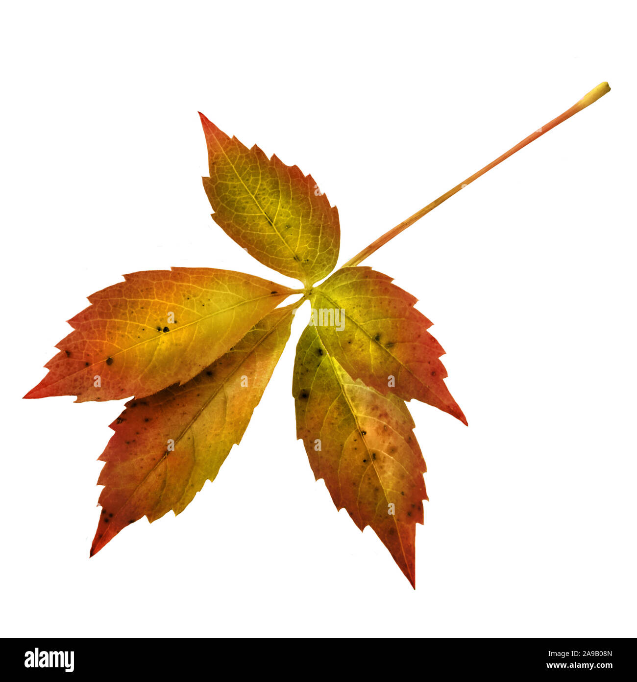 Autumn leaves isolated against white background Stock Photo - Alamy