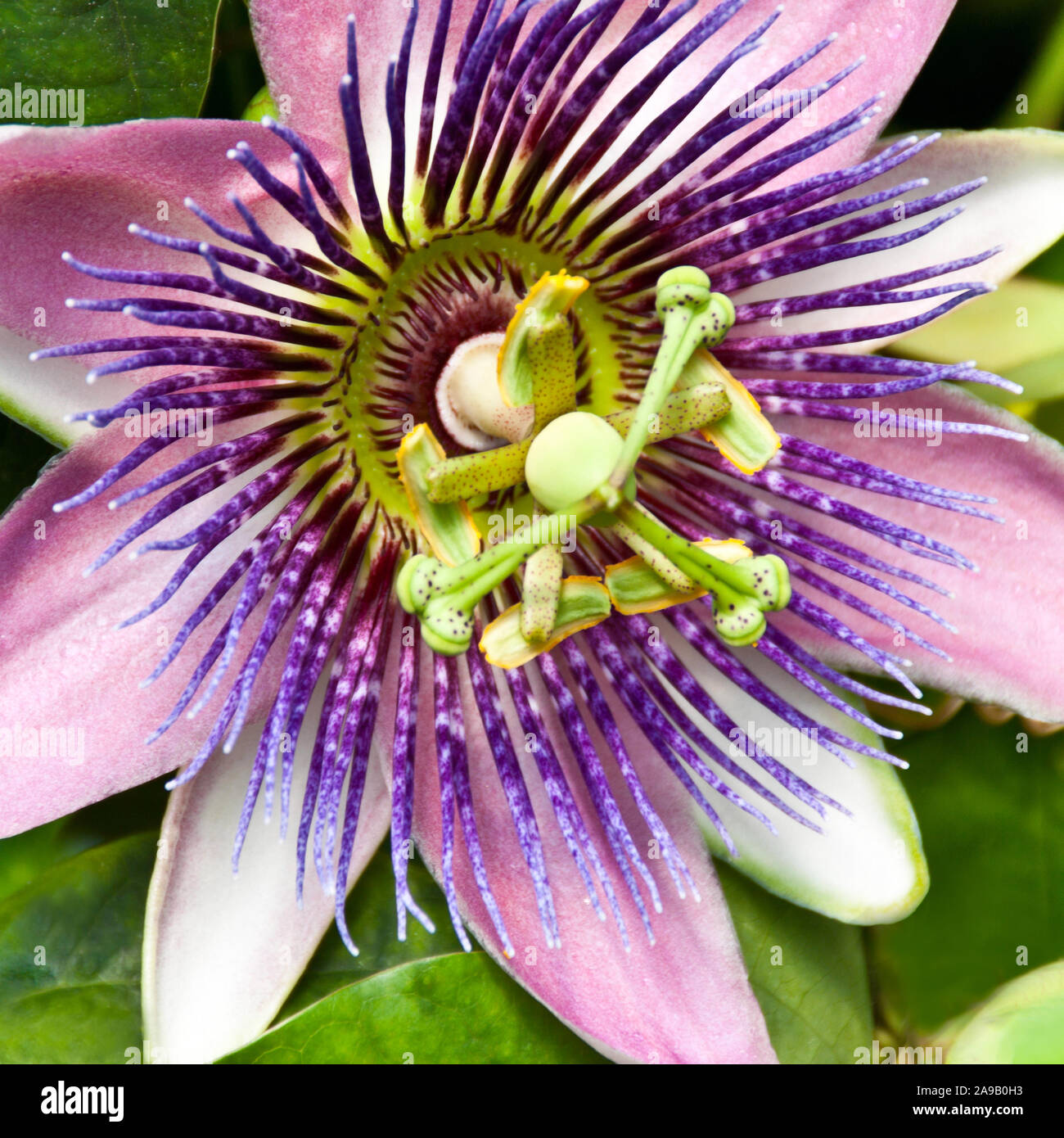 Passionflower passionflowers passiflora flower hires stock photography