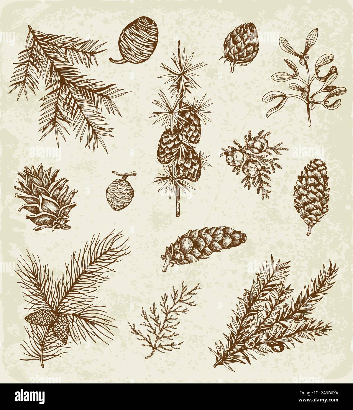 Set of winter evergreen plants and cones. Decorative vintage elements for Christmas and new year design. Hand drawn illustration. Stock Vector