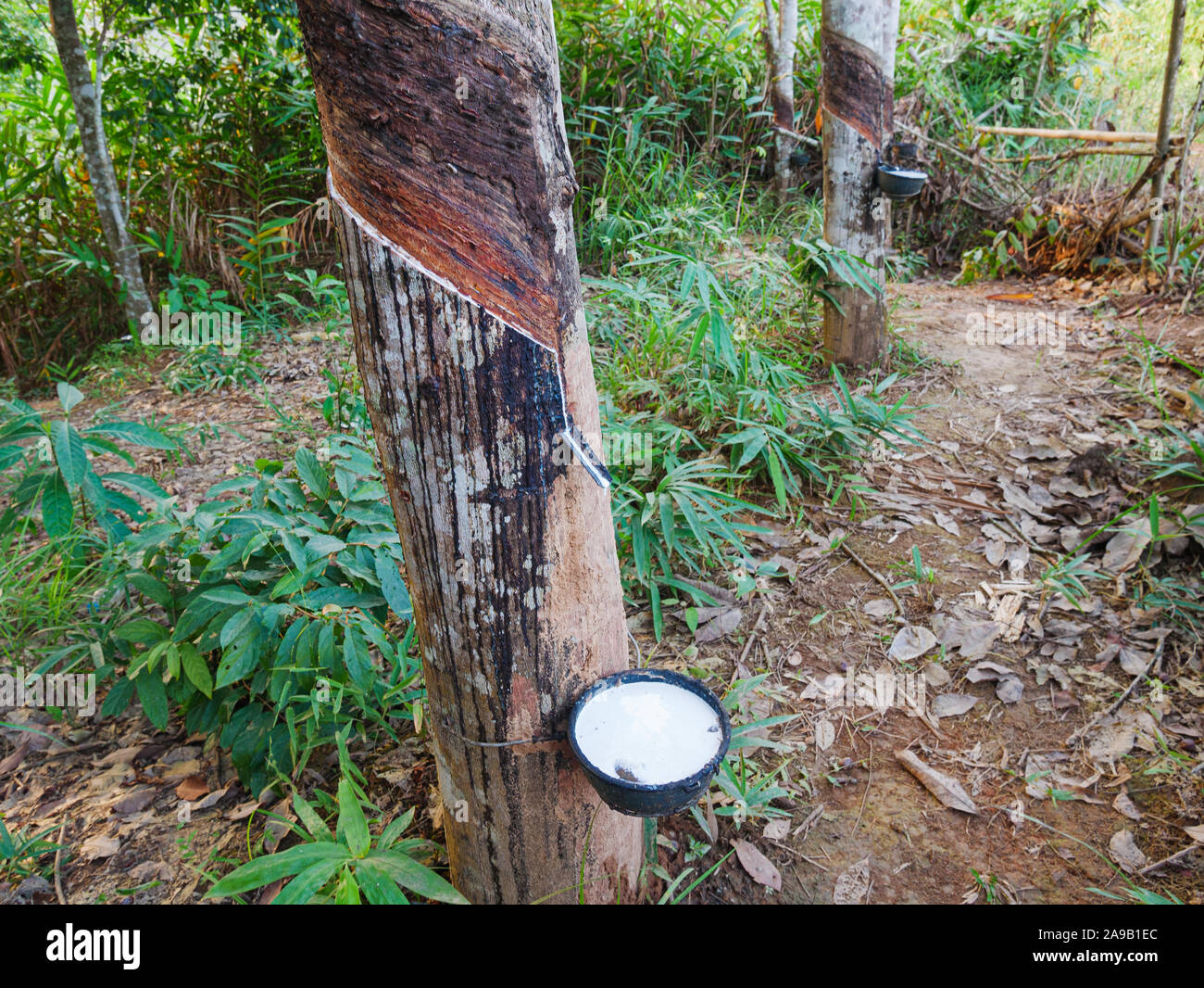 Harvesting latex from rubber trees hires stock photography and images
