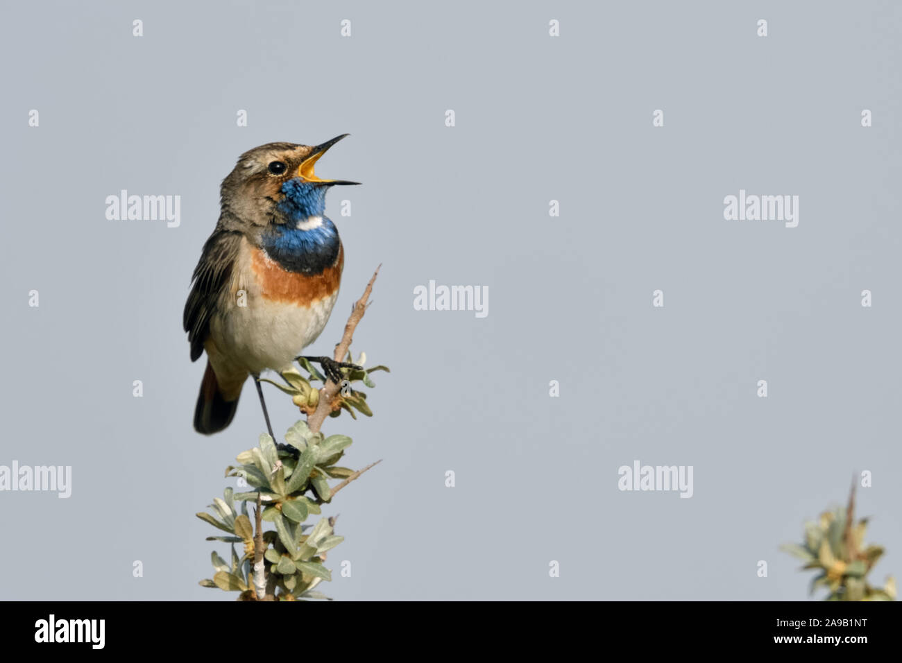White-spotted Bluethroat ( Luscinia svecica ) adult male, perched on seabuckthorn, singing, wildlife, Europe. Stock Photo