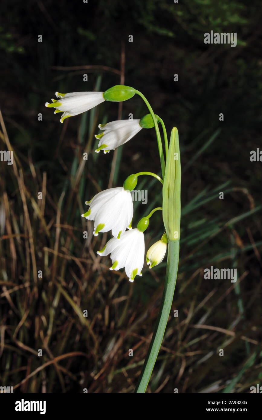 Leucojum aestivum (summer snowflake) is native to most of Europe and now cultivated as an ornamental plant. All species of Leucojum are poisonous. Stock Photo