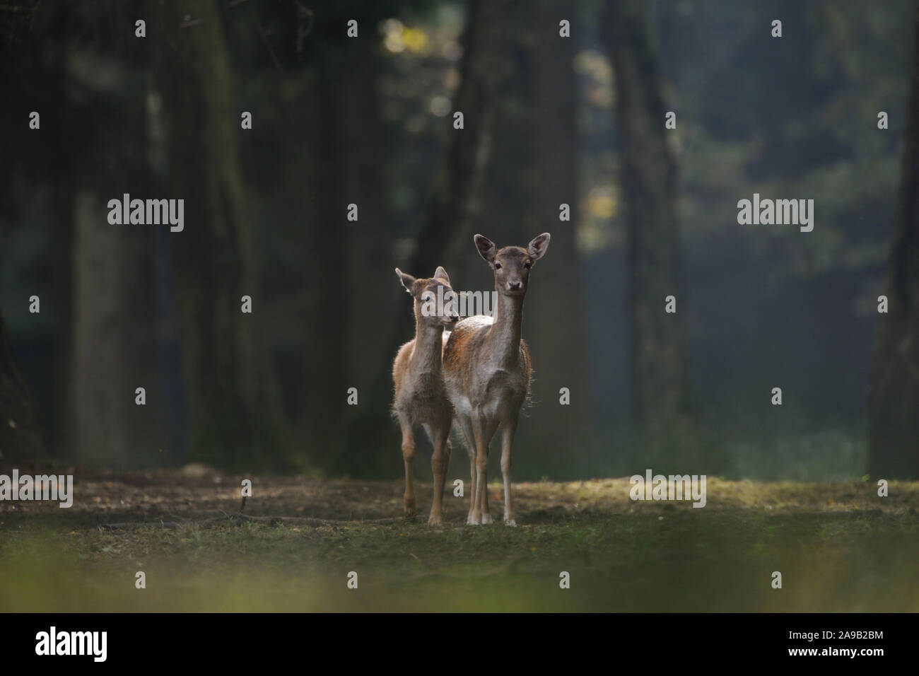 Fallow Deer ( Dama dama ), female with fawn, standing on a clearing in autumnal colored woods, Europe. Stock Photo