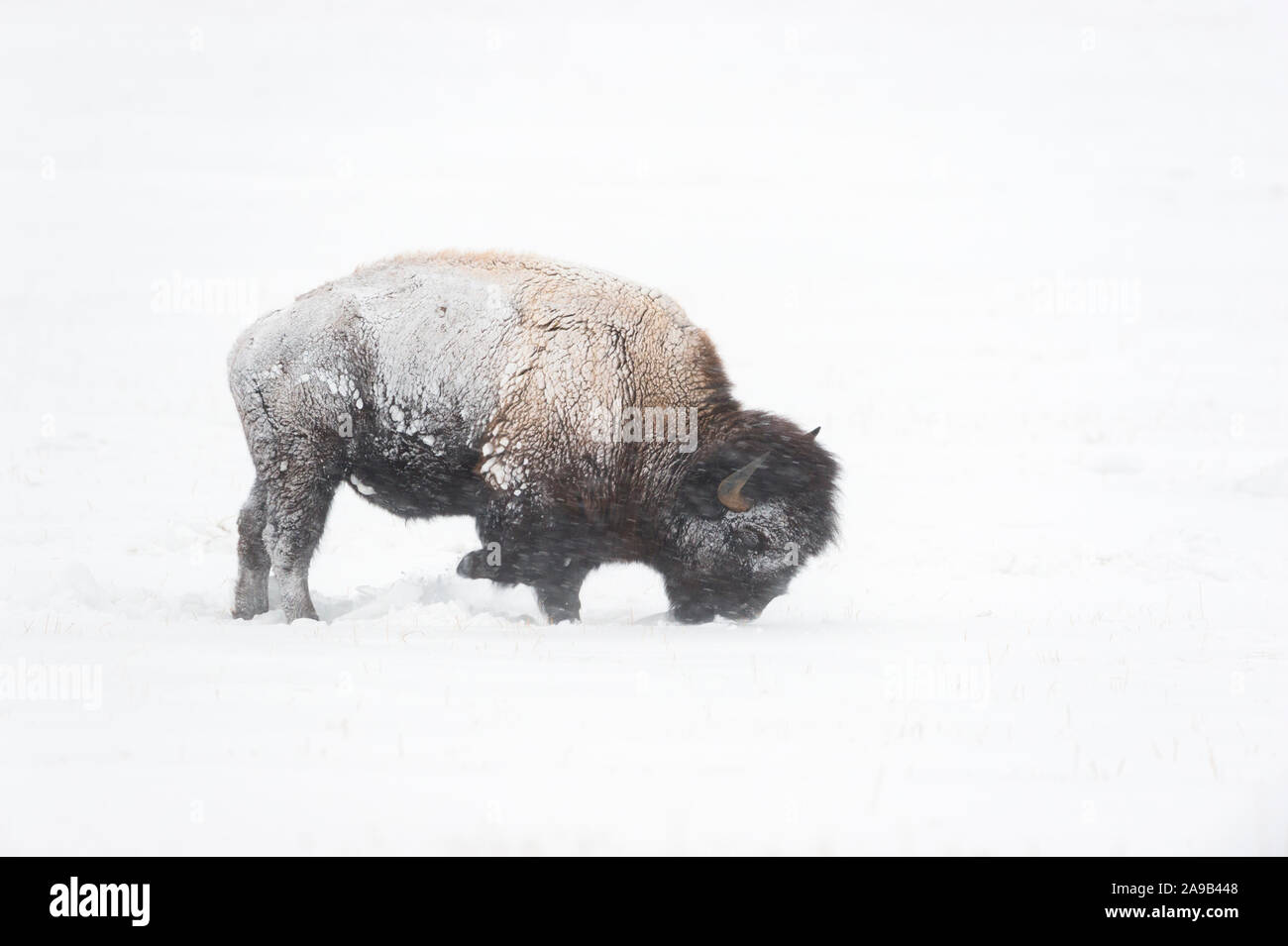 American bison / Amerikanischer Bison ( Bison bison ) during blizzard, rolling snow, pawing the ground, searching for food, Yellowstone NP, Wyoming,US Stock Photo