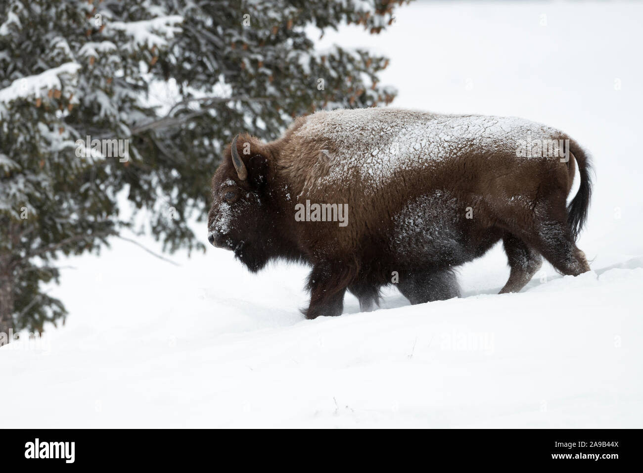 American Bison / Amerikanischer Bison ( Bison bison ) in winter, walking through the snow, ice covered, harsh winter weather, Yellowstone Area, Montan Stock Photo