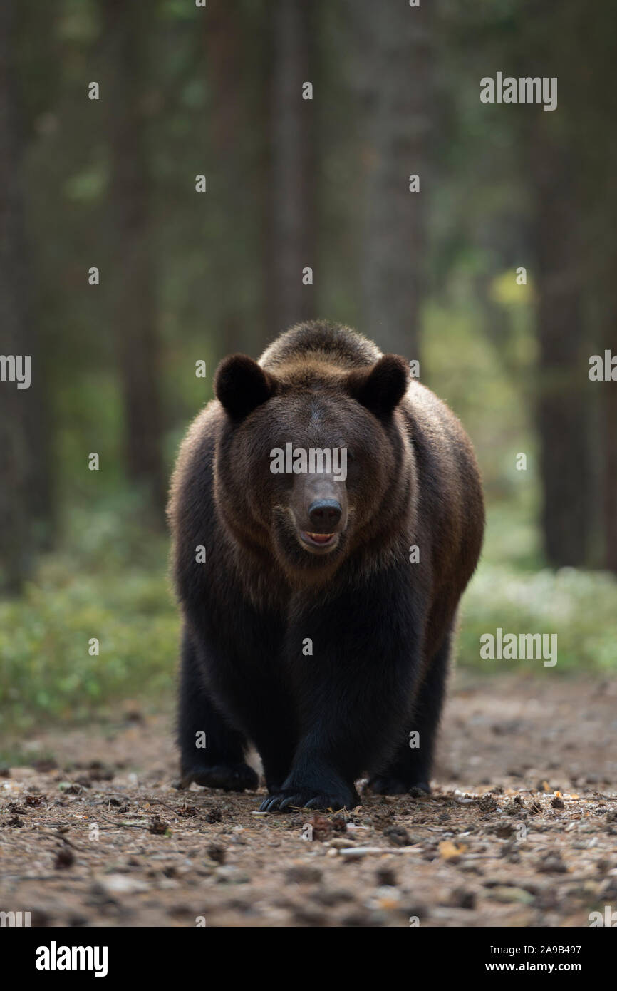 Brown Bear / Braunbaer ( Ursus arctos ), strong and powerful adult, at the edge of a forest, comes near, waiting, frontal shot, Europe. Stock Photo