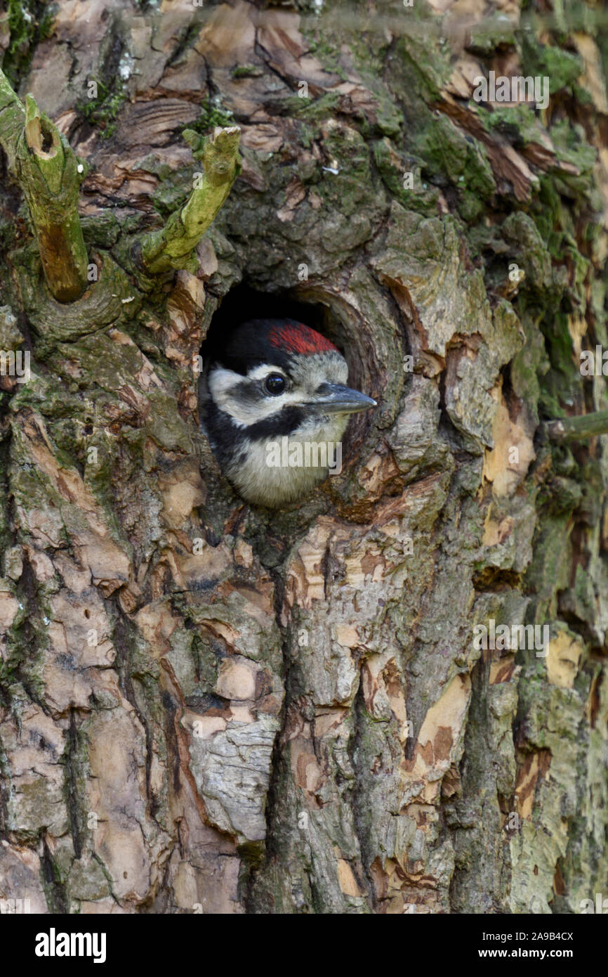 Greater / Great Spotted Woodpecker / Buntspecht ( Dendrocopos major ), juvenile, chick, looking out of nest hole, Europe. Stock Photo