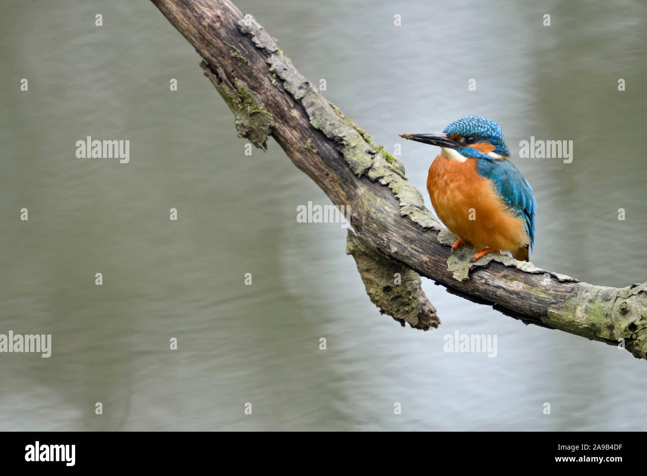 Kingfisher  ( Alcedo atthis ) adult male with dirty beak, resting after digging its nest hole, perched on a branch close above water, wildlife, Europe Stock Photo
